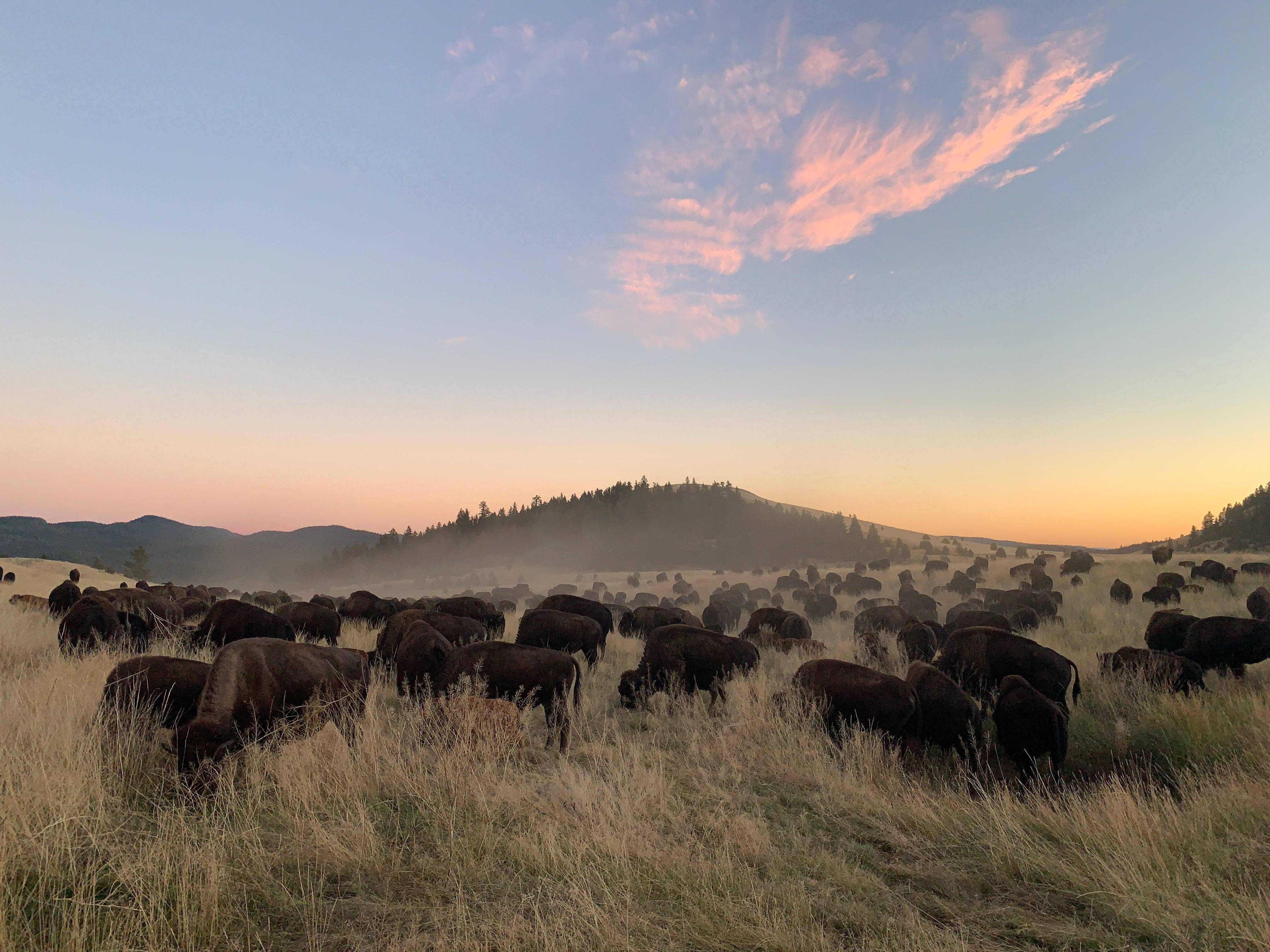 Bison Ranch Images Big Valley Bison Ranch