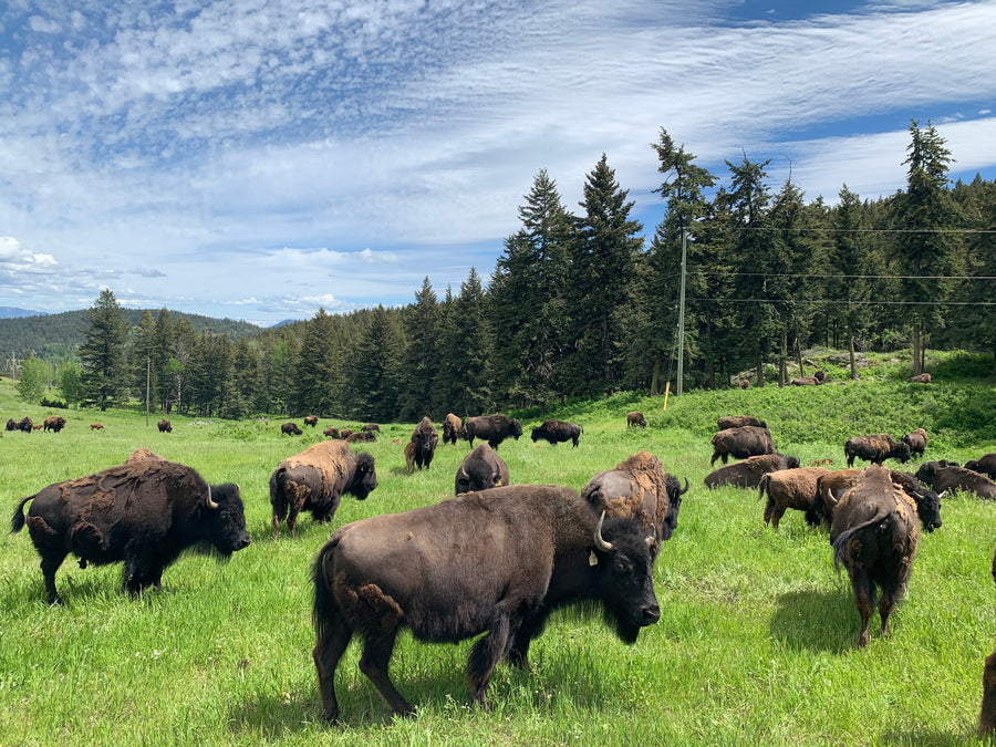 Big Valley Bison Ranch