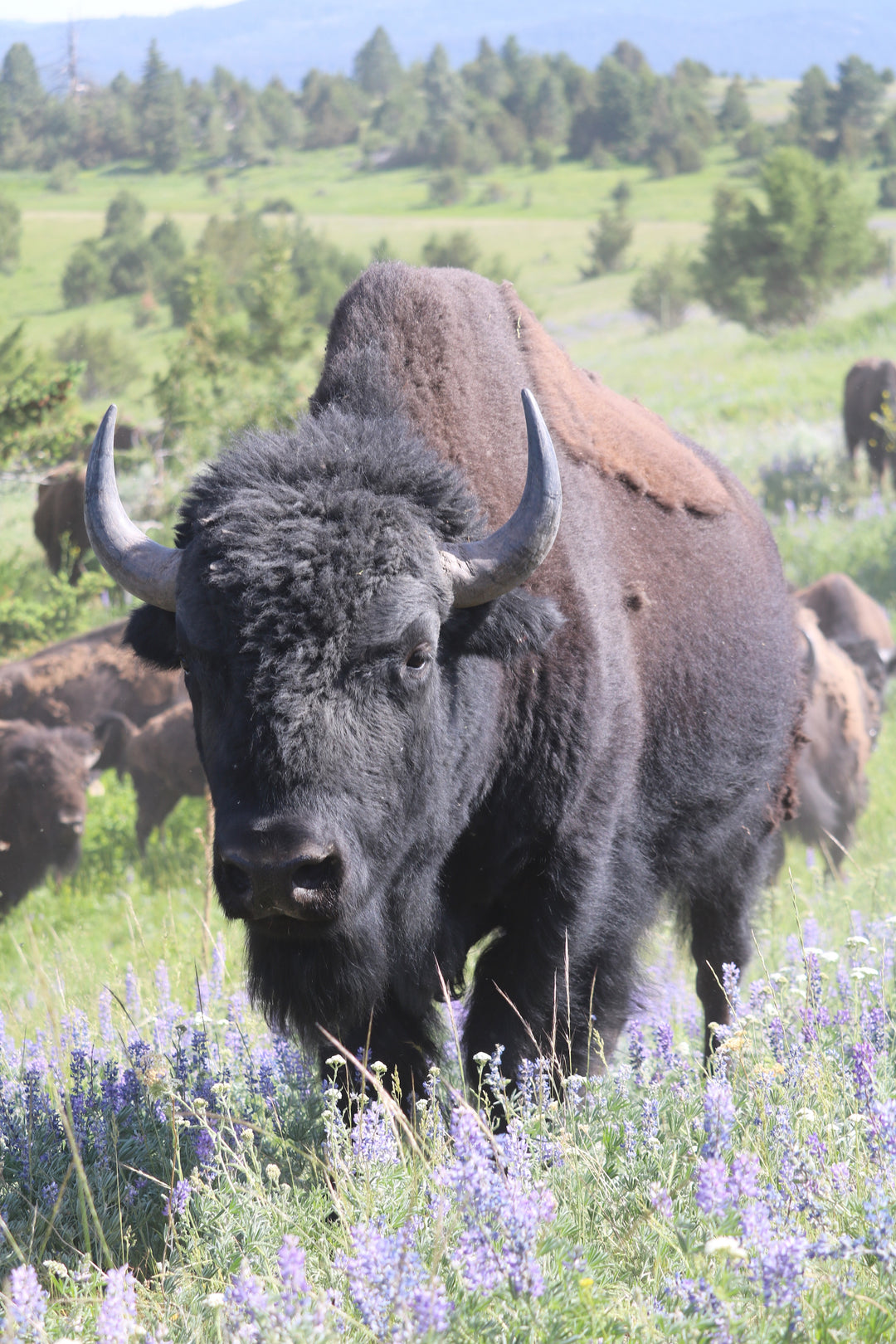 Big Valley Bison Ranch