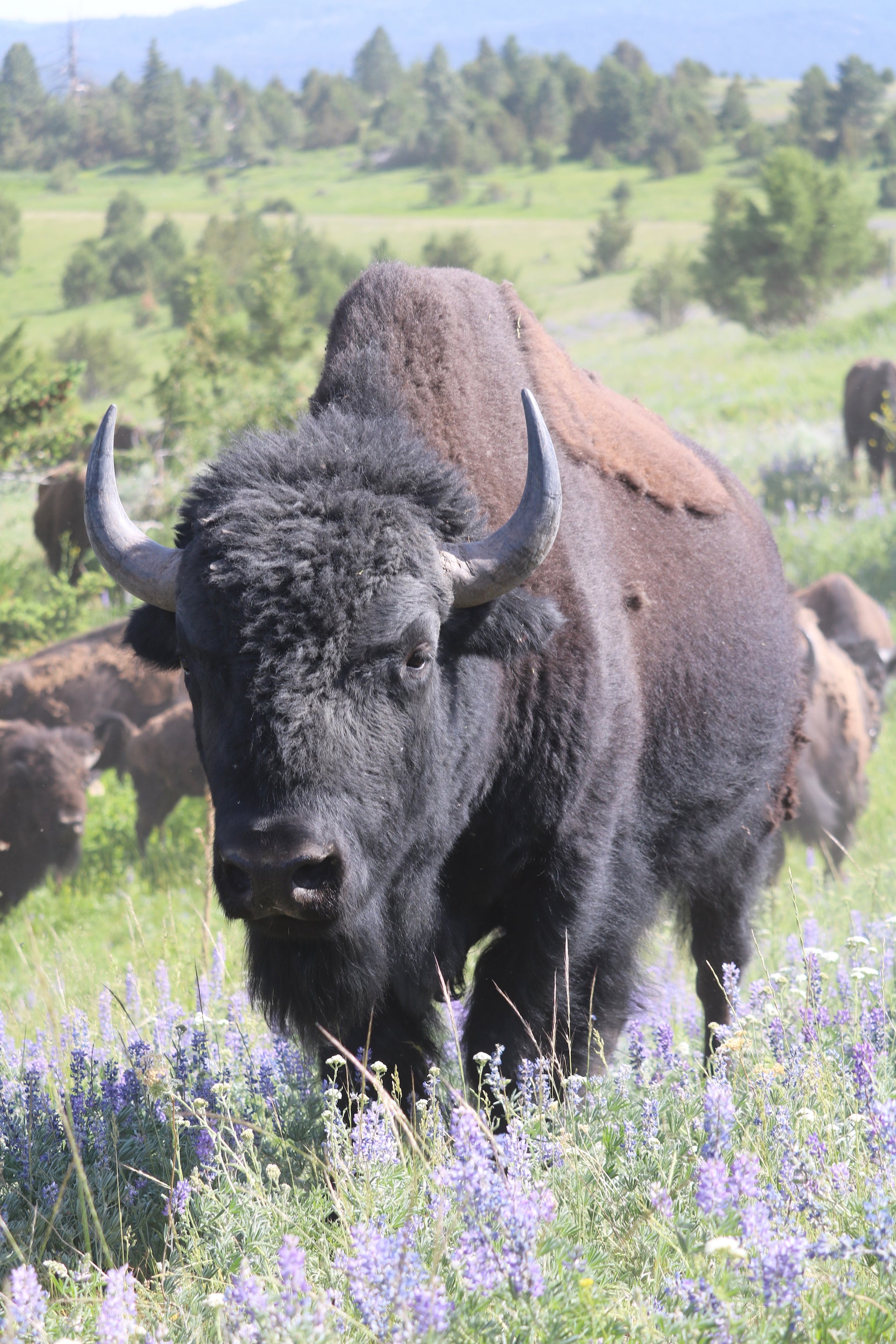 Bison Ranch Images Big Valley Bison Ranch