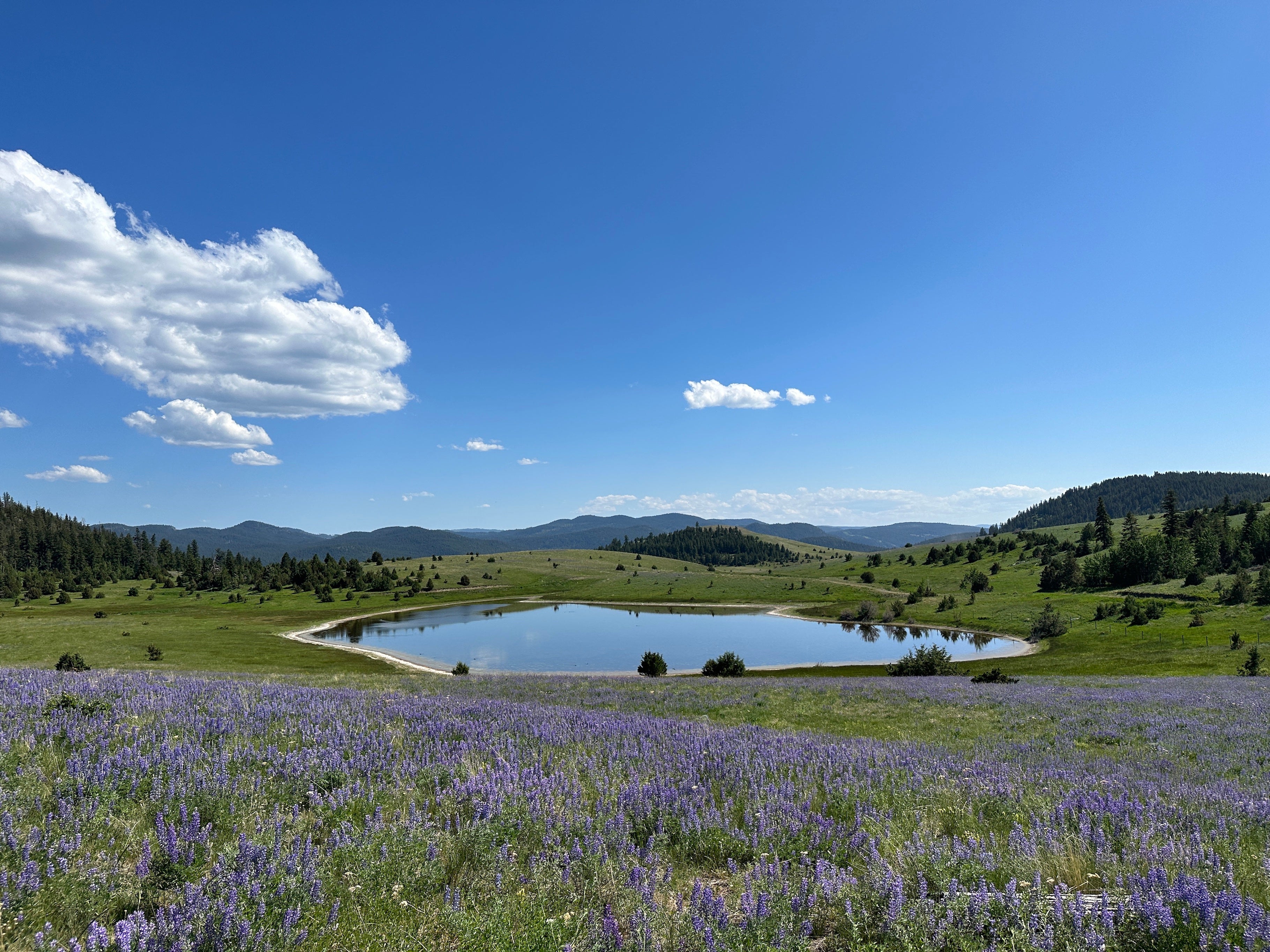 Big Valley Bison Ranch